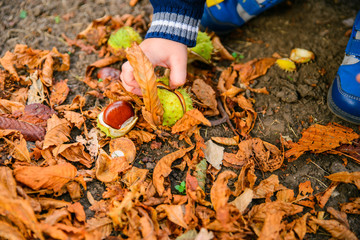 little boy play with chestnuts in autumn day