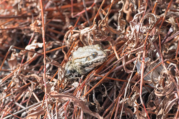Frog hidden under red died branches in autumn
