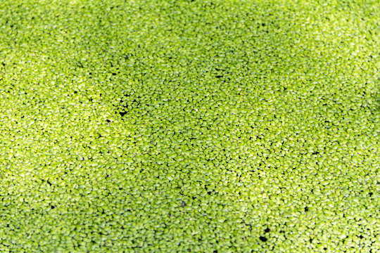 green duckweed background