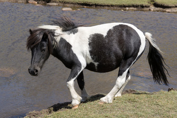 Fototapeta na wymiar wild mottled horse on the mountain pasture in Corsica
