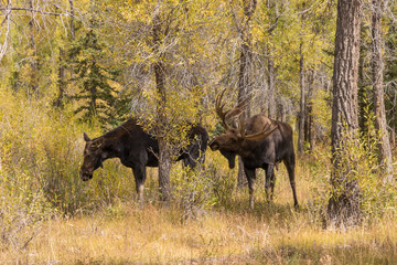 Fototapeta na wymiar Bull and Cow Moose in the Fall Rut