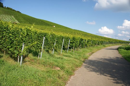 vineyard in grunbach germany