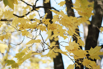 Autumn leaves on a tree branch
