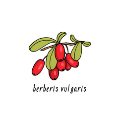 Hand drawn barberry
