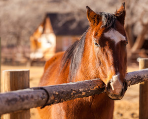 A horse stares across the fence in Capitol Reef National Park, Utah
