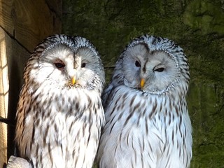 two white owls