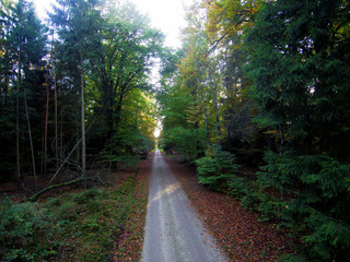 Fototapeta na wymiar Waldweg Südheide