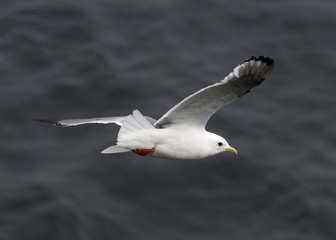 Red-legged Kittiwake (Rissa brevirostris)