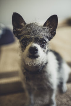 Cute dog with Trump hair