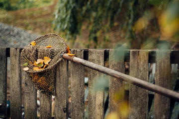 autumn yellow leaves in a grid