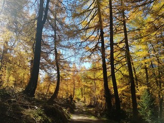 Herbstwald