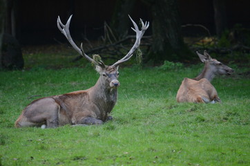 Pair of deer