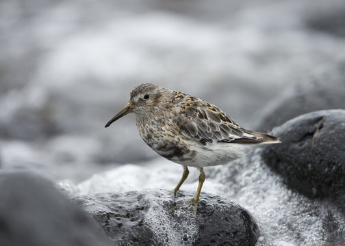 Rock Sandpiper