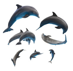 Fototapeta premium set of jumping and leaping dolphins isolated on white background