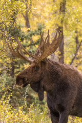 Fototapeta premium Bull Moose in Autumn