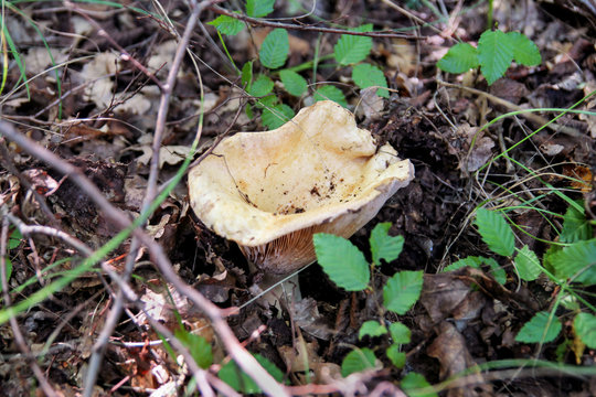 Picking mushrooms. Mushroom picking in a forest during the autumn in nature. An inedible mushroom growing. The sickener, russula emetica, mushroom with orange cap, toadstools, brown mushroom, boletus.
