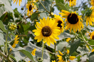 Sunflower and Bumblebee