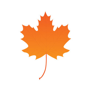 Maple leaf vector illustration, isolated on white background. Autumn realistic maple leaf graphic print or icon.