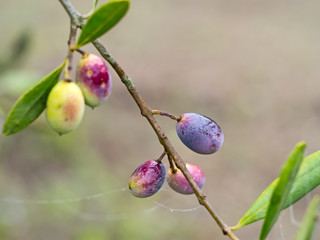 Olives beginning to turn from green to black, dewy morning.