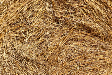 Each blade was a support for seeds that can be called corn.
