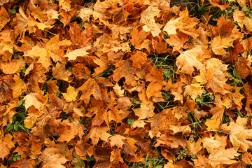 Background texture of leaves.