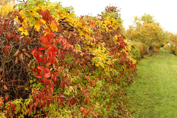 Fototapeta na wymiar Small garden fence wih beautiful leaves in autumn.