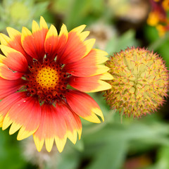 Gaillardia Grandiflora