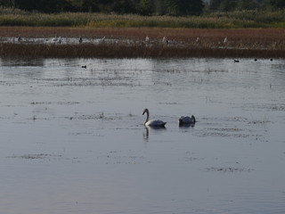 jezioro pełne łabędzi
