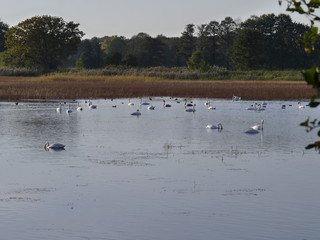 jezioro pełne łabędzi © barbara