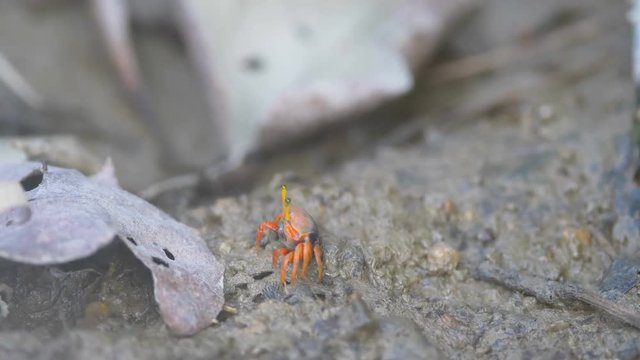 Crab livng mud in mangrove forest