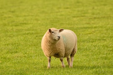 Friendly sheep, 'smiling' at the camera, in a field in rural England