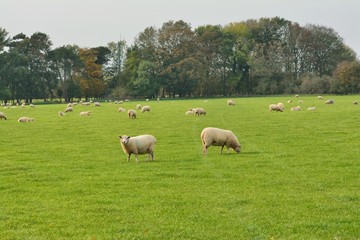 Flock of sheep, Ovis aries, grazing contentedly in a field in UK