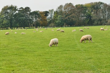 Fototapeta premium Flock of sheep, Ovis aries, grazing contentedly in a field in UK