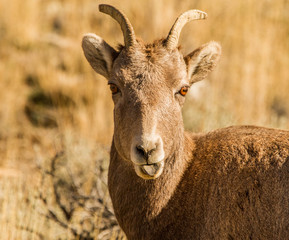 Rocky Mountain Bighorn Ewe Portrait