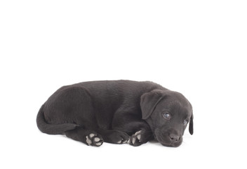 black labrador puppy curled up on floor