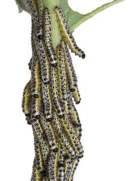 Caterpillars of the Large cabbage white butterfly. Pieris brassicae.