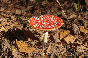 Vliegenzwam, Paddestoel