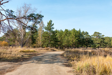 pine forest in autumn