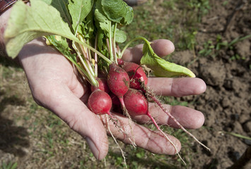 fresh radish in hand