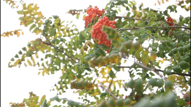 Video of leaves and berries of mountain ash in autumn in a botanical garden for a designer