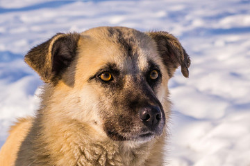 Stray Dog