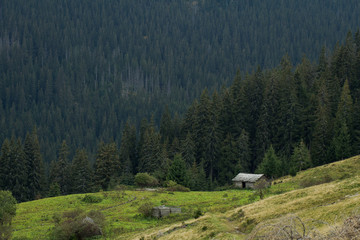 Fototapeta na wymiar carpathian mountaines autumn landscape, forest and hills background 