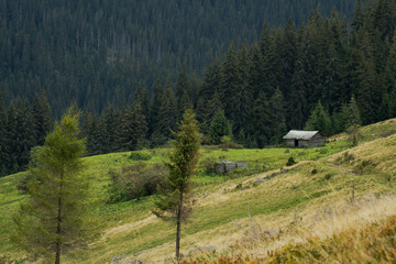 Fototapeta na wymiar carpathian mountaines autumn landscape, forest and hills background 