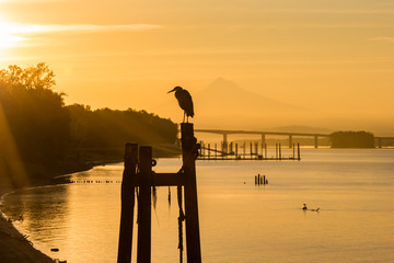 Blue Heron silhouette at sunrise - Powered by Adobe