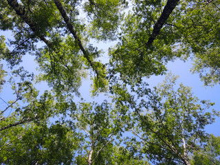 Fototapeta premium Trees in the sky