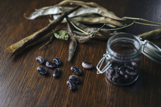 Removing seeds from Runner Bean pods, to store for sowing the following season.