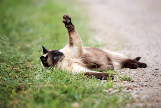 beautiful colorpoint cat waves paw in the air while lying down