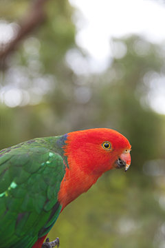 Australian King Parrot in the bush feeding from seeds
