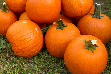 orange pumpkins