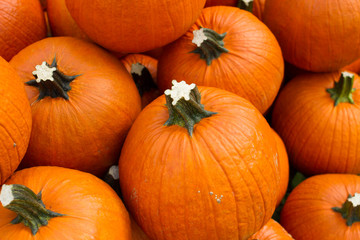 orange pumpkins